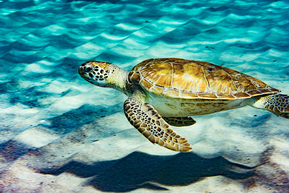 a sea turtle swimming in cool blue waters